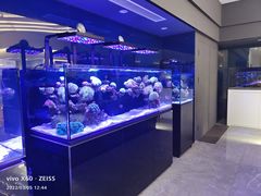 -1013 PET SHOP精品宠物商店(丁香店)