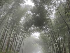 -江西阳明山国家森林公园
