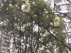 -新湖明珠城