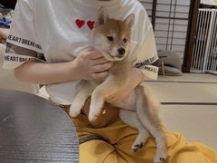 -逗柴咖啡屋·狗咖猫咖宠物桌游