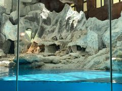 -帝企鹅自助餐厅•儿童岛•真企鹅(长隆企鹅酒店)