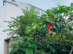 -金山嘴渔村