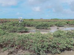-北海金海湾红树林生态旅游区