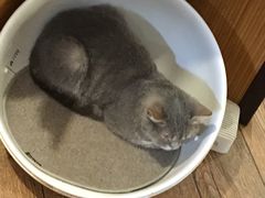 -more than meow吴止猫主题餐厅(承德 中船汇店)