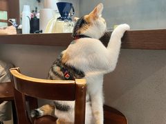 -Again Coffee Roaster(香蜜湖店)