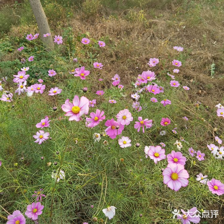 今天从大观音寺小区河边经过，竟没有认出来。原来的臭水沟