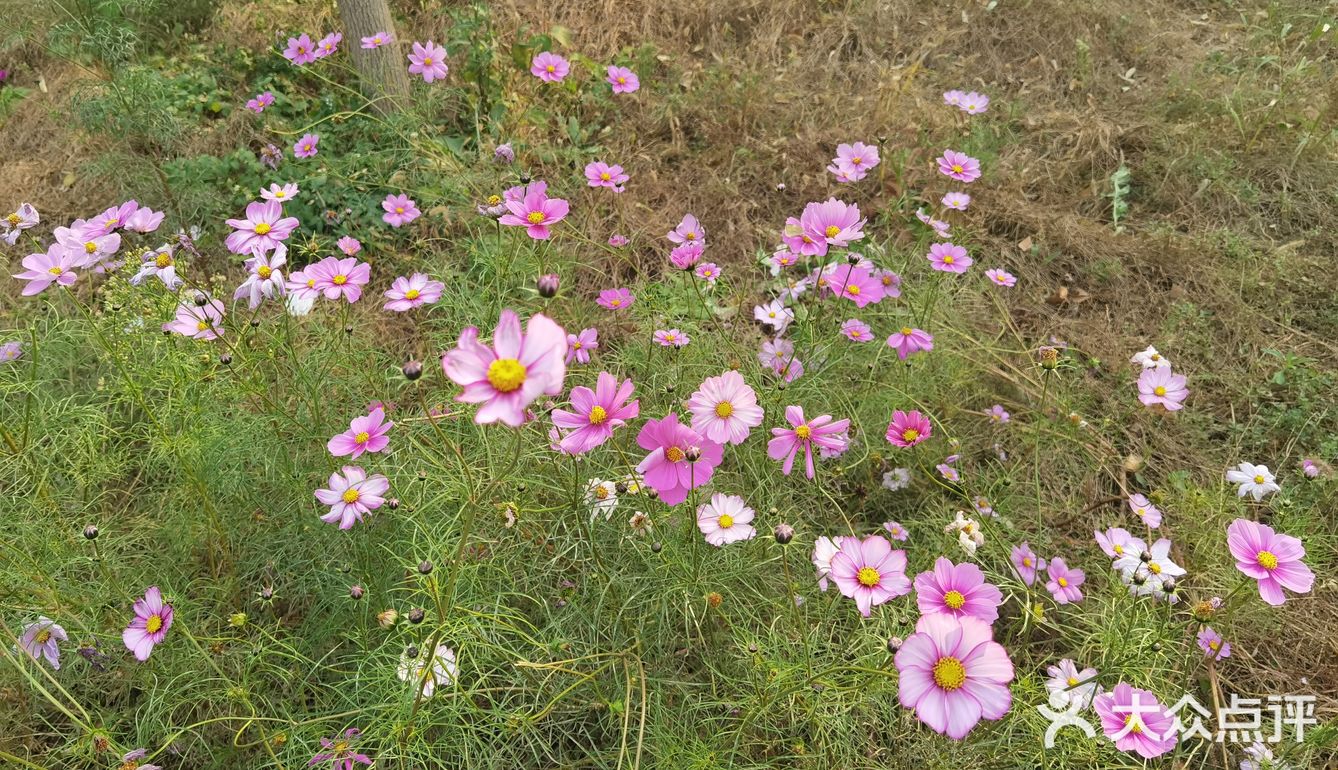 今天从大观音寺小区河边经过，竟没有认出来。原来的臭水沟