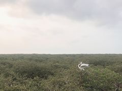 -北海金海湾红树林生态旅游区