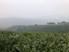 -帐篷客·溪龙茶谷度假酒店