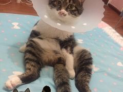 -纳吉亚猫专科动物医院博雅分院