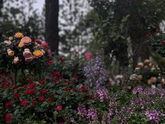 -人民公园(罗湖区)