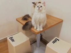 -有喵·猫咖·狗咖·40+猫狗有小奶狗(岗厦店)