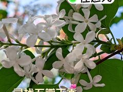 -中国人民解放军总医院第六医学中心