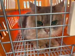 -创凡宠物医院·骨专科  猫科中心(西乡分院)