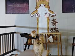-豆逗聊愈猫阁Easy Life