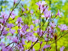 -上海滨江森林公园