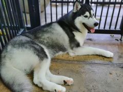 -TrueLove @ Neverland (Husky Cafe)