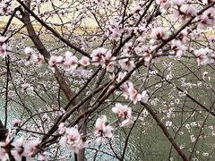 -桃花堤公园