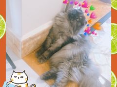 -安安宠物医院(情缘分院)