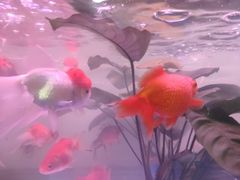 -金陵花卉交易市场
