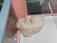 -FAELING PETS美天灵宠物(合生汇店)