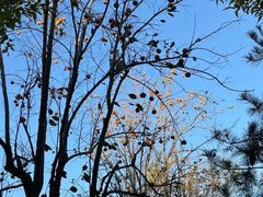 -北京西山国家森林公园