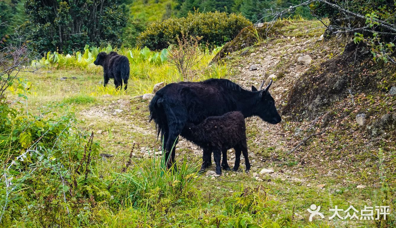 产后3个月高原徒步普达措～80块🎫不亏