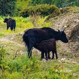 产后3个月高原徒步普达措～80块🎫不亏