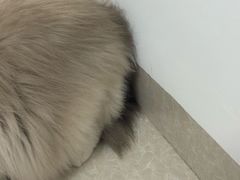 -御宝贝24h宠物医院·转诊中心·CT核磁血透中心(厦门总院)