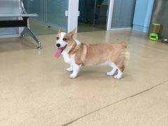 -瑞派·关忠动物医院·猫专科·犬专科(三环新城店)