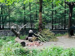 -都江堰中华大熊猫苑