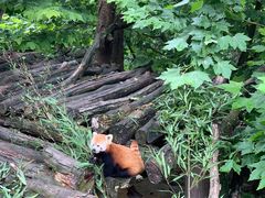 -都江堰中华大熊猫苑