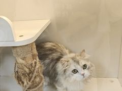 -十月米努特矮脚猫舍