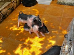 -HERRE·FARM 赫尔露营农场·团建聚会包场