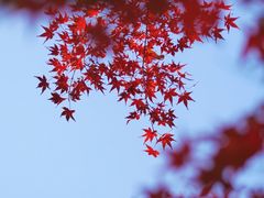 -留园