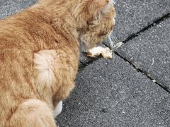 -清真·烙馍小院(华强城市广场店)