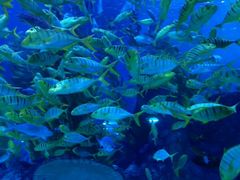 -芜湖新华联大白鲸海洋公园