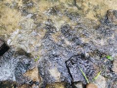 -白水寺森林公园