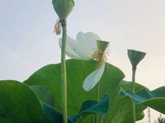 -莲花池公园