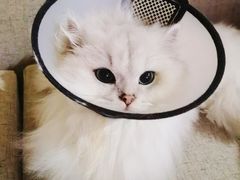 -瑞派康怡24h宠物医院·犬猫医疗中心·微创绝育(瑞景分院)