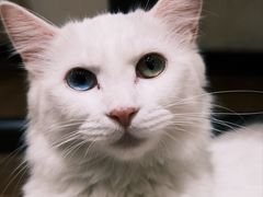 -有猫主题·治愈系猫咖(曾厝垵店)