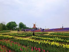 -杭州湾海上花田景区