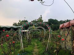-长洲岛