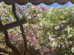 -深圳国际园林花卉博览园