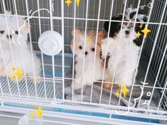 -翊宠yipet猫狗购宠庄园犬舍•猫舍