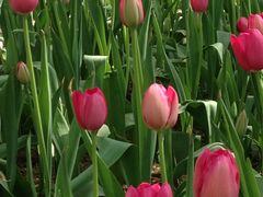 -洛阳郁金香牡丹园