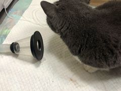 -爱侣·安琦尔宠物医院·中兽医针灸·心内科·狂犬免疫点(宝山区院)