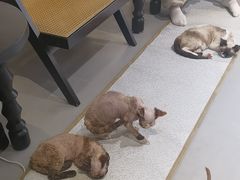 -琪喵猫屋·撸猫猫咖·猫舍