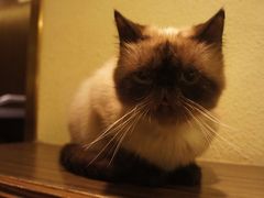 -more than meow吴止猫主题餐厅(承德 中船汇店)