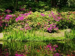 -上海共青森林公园